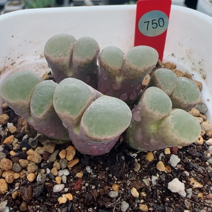 多肉植物母本风铃19号