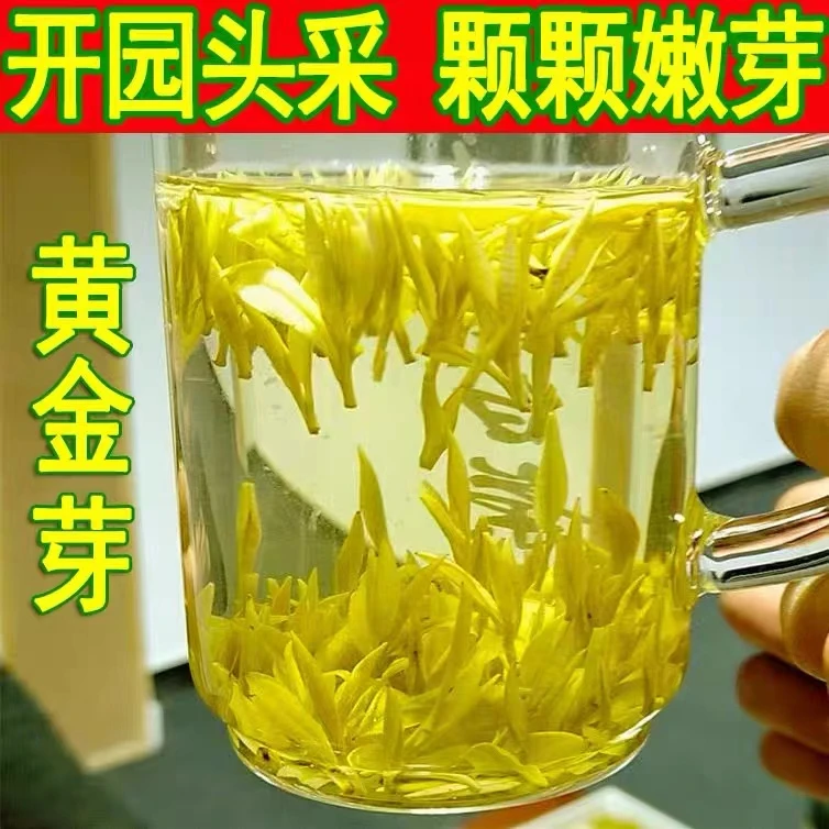 『头采黄金芽』2025年新茶 头采黄金芽 一芽一叶（回购细看）250g