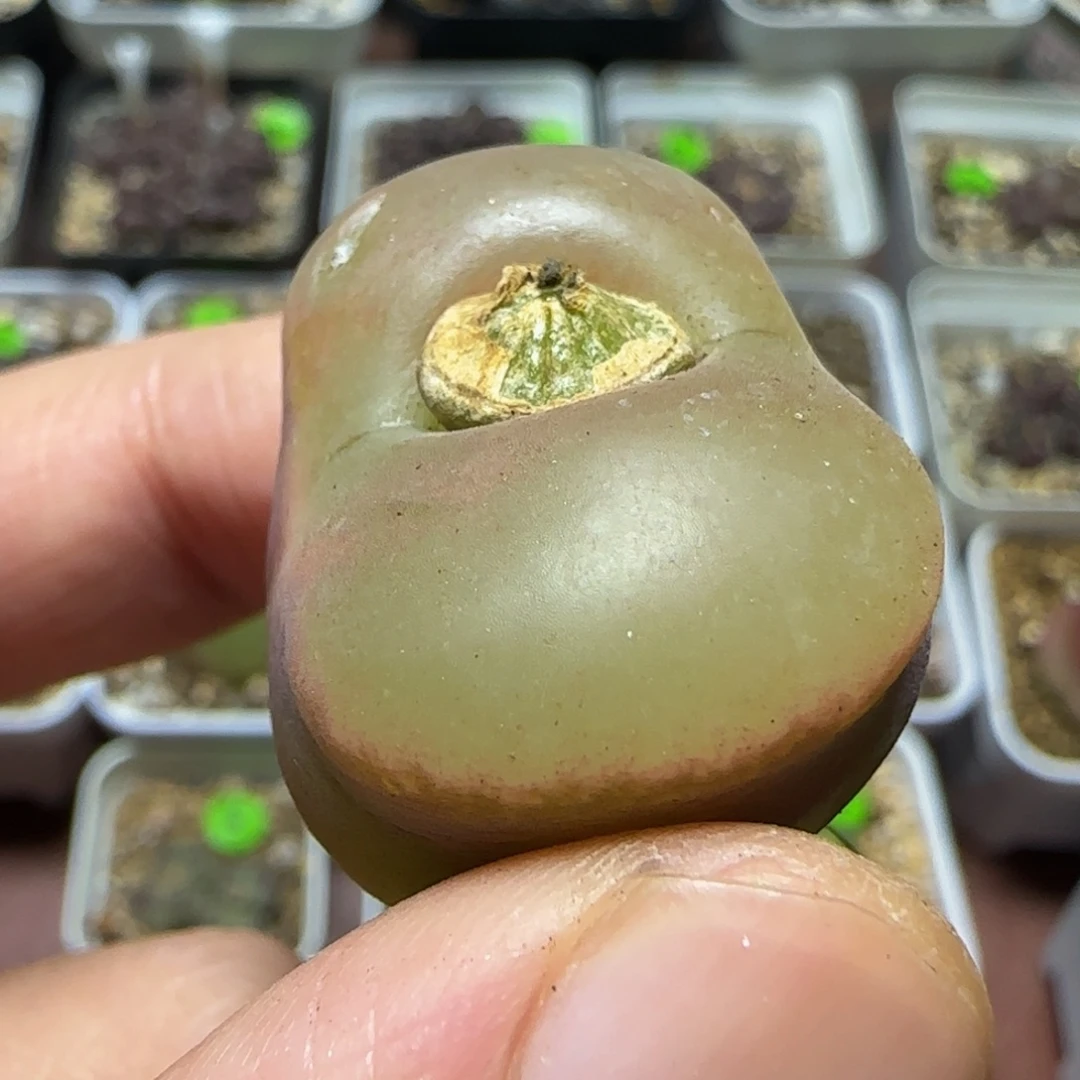 2.8瑕疵多肉植物138
