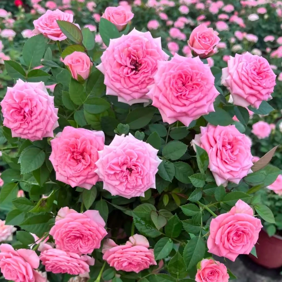 【仙杜瑞拉】花苞发货月季重瓣春夏秋冬开花阳台庭院栽