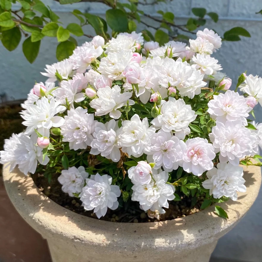 四季开花姬乙女迷你超微型姬月季盆栽花卉