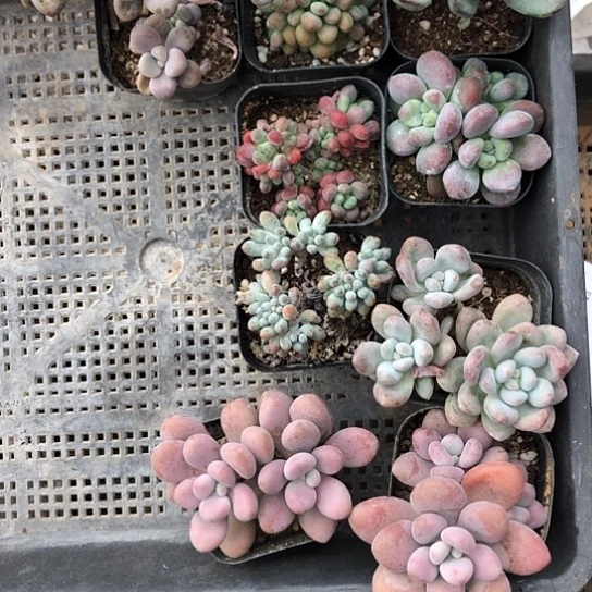 杪***随机发信息说不想要