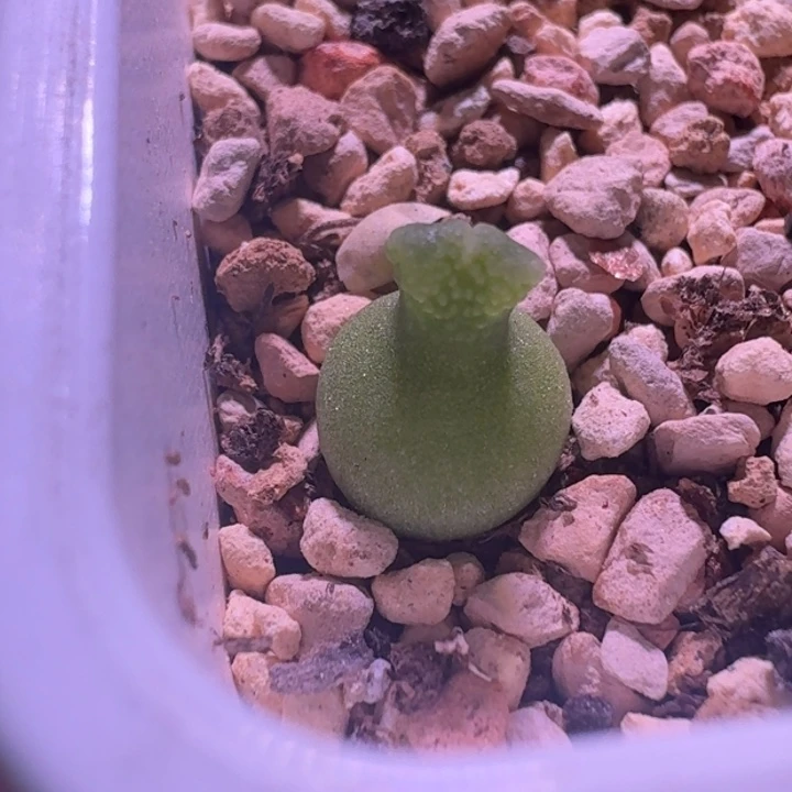 14号小葫芦0.8一物一拍
