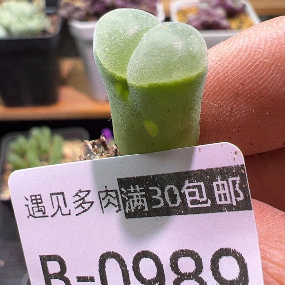 多肉植物1111111111111111111