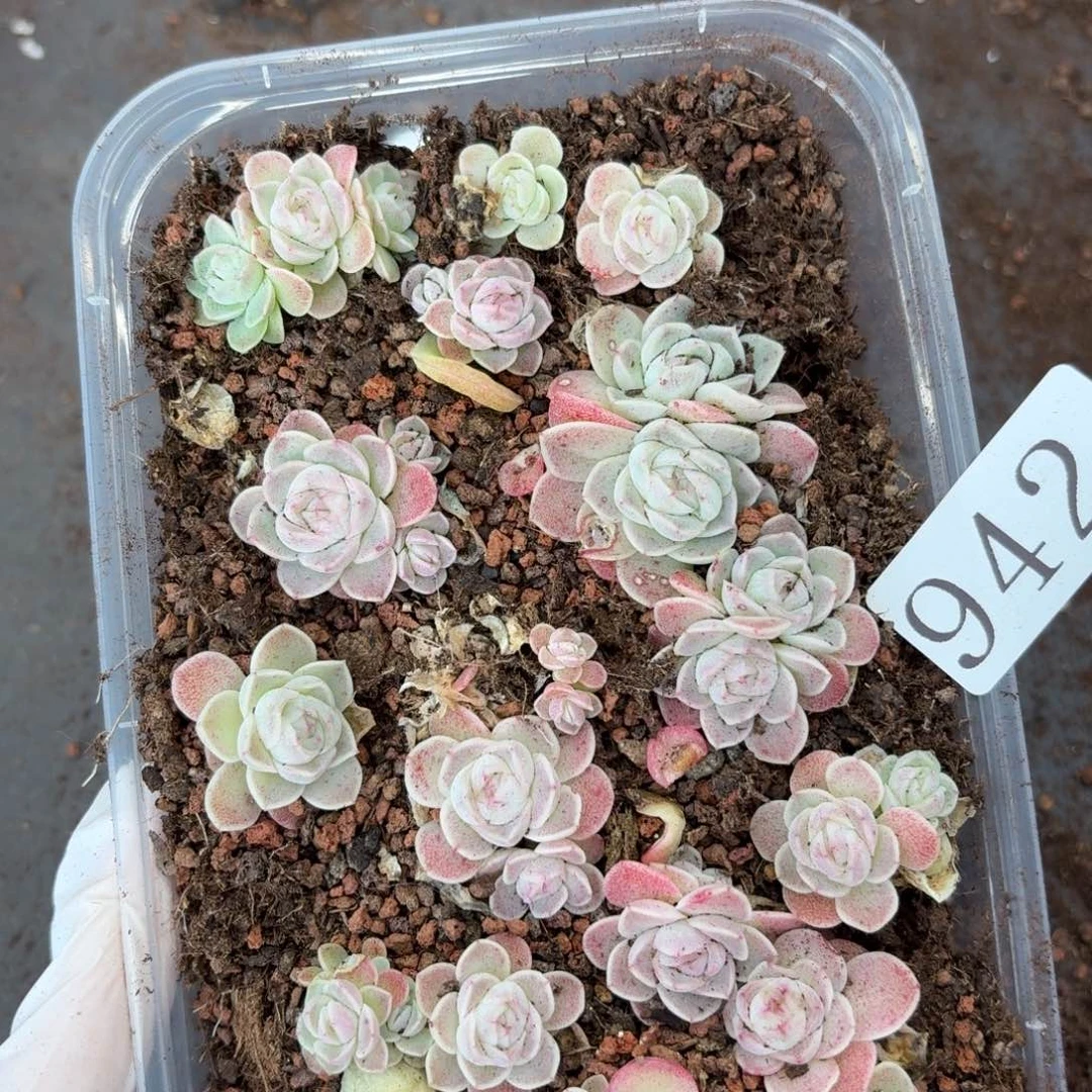 多肉植物多肉植物942