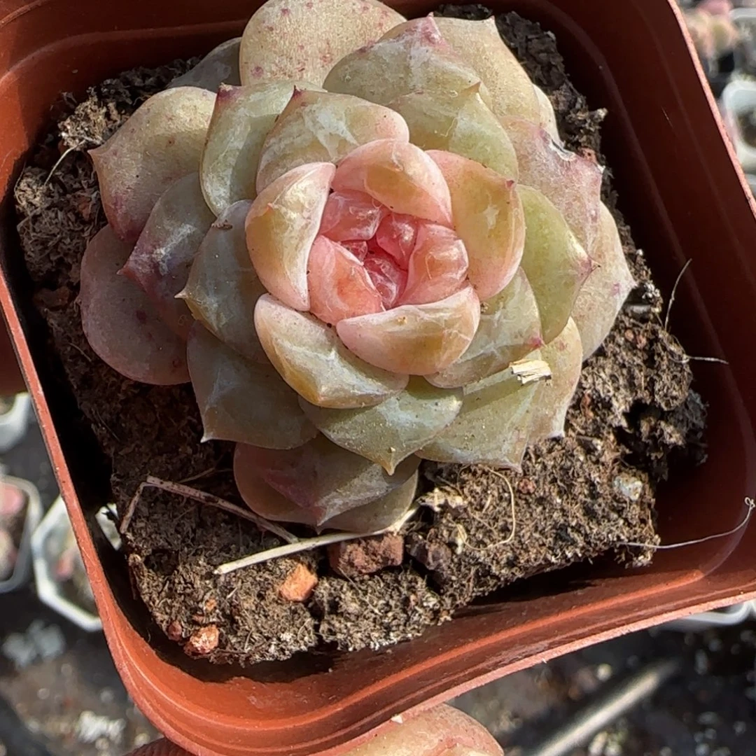 小卡拉米糖心一物一拍