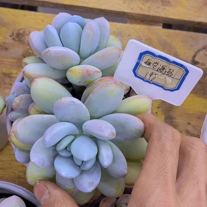 开心多肉植物多肉