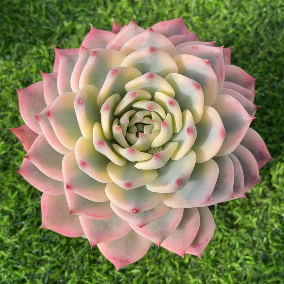 旋叠叶吉娃娃锦单头