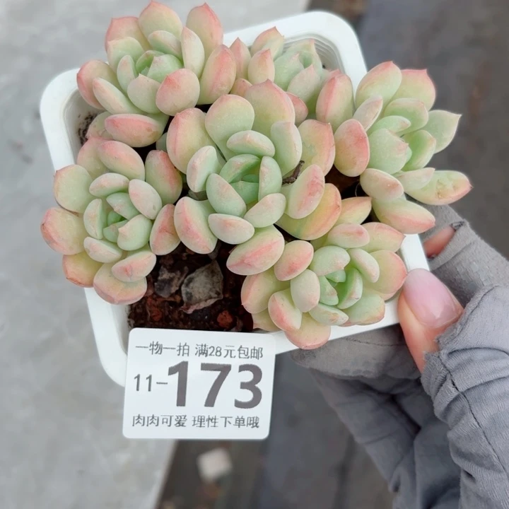 蜜桃格林多肉无盆土发货无