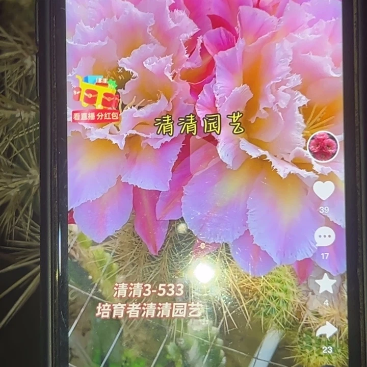 清清3-533根仙人球瑕疵