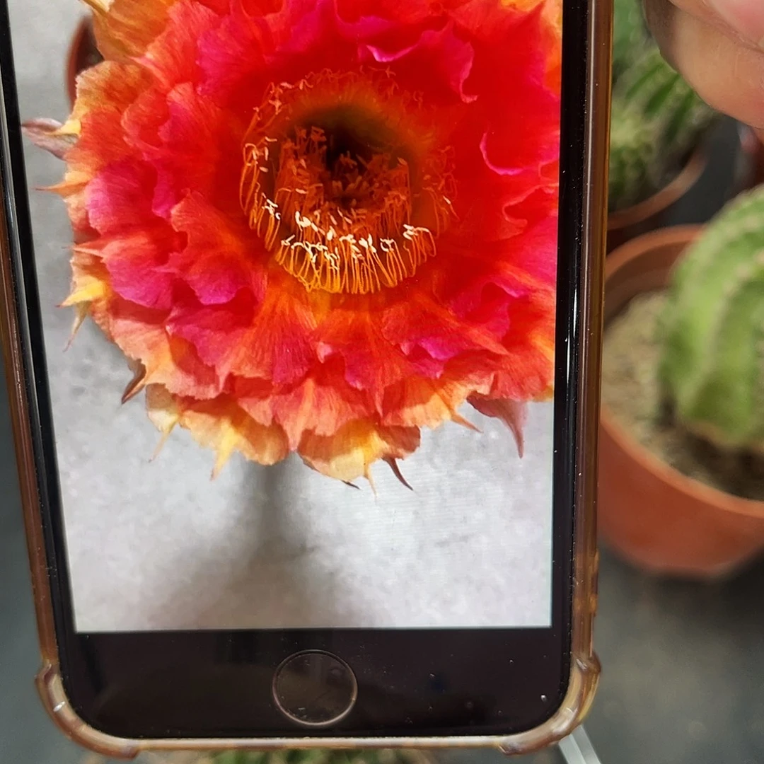 彩草528号侧芽5公分左右