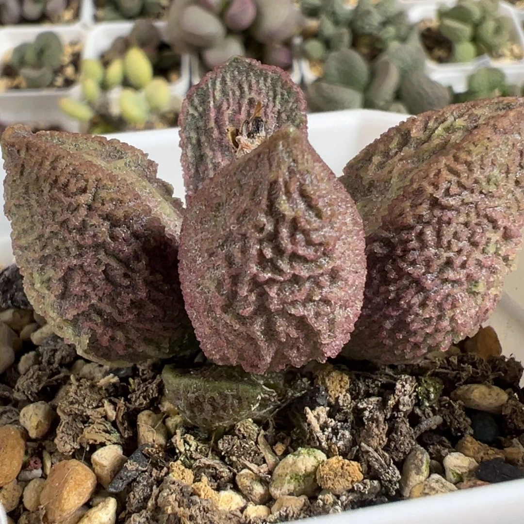 实生新品024-7062单头纯木质桩多肉植物