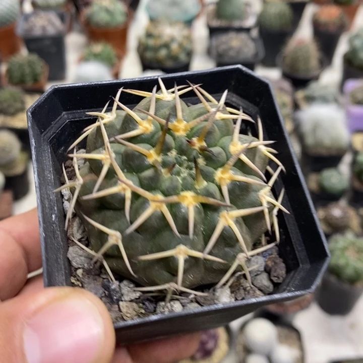 实生守殿玉特价福利