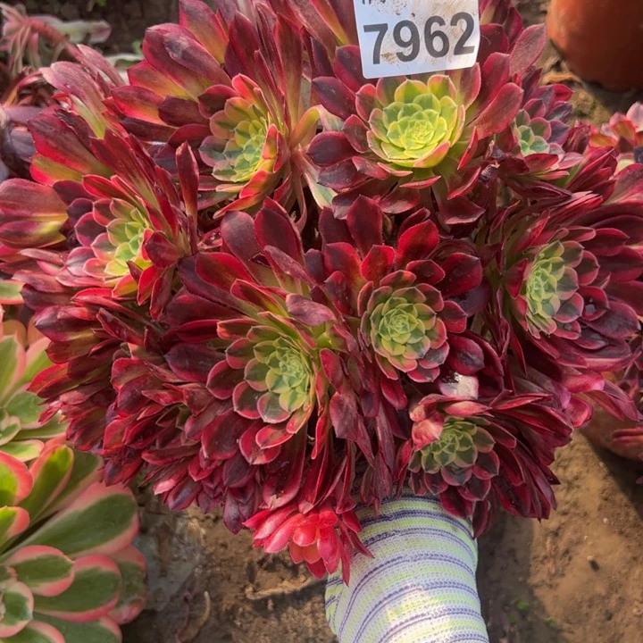 7962朝霞多肉植物