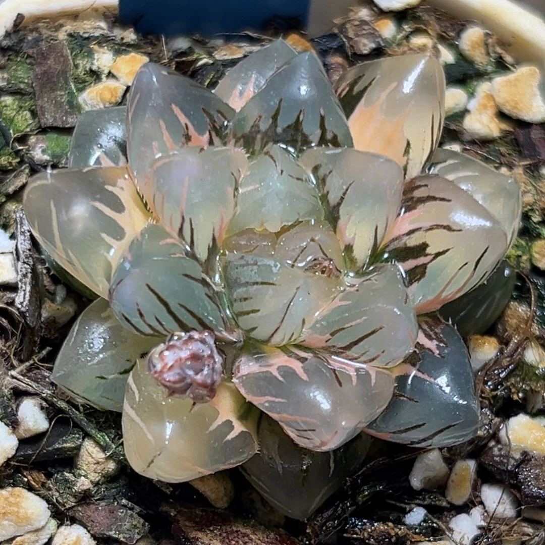 缘****言恭喜发财大吉大利952补差价