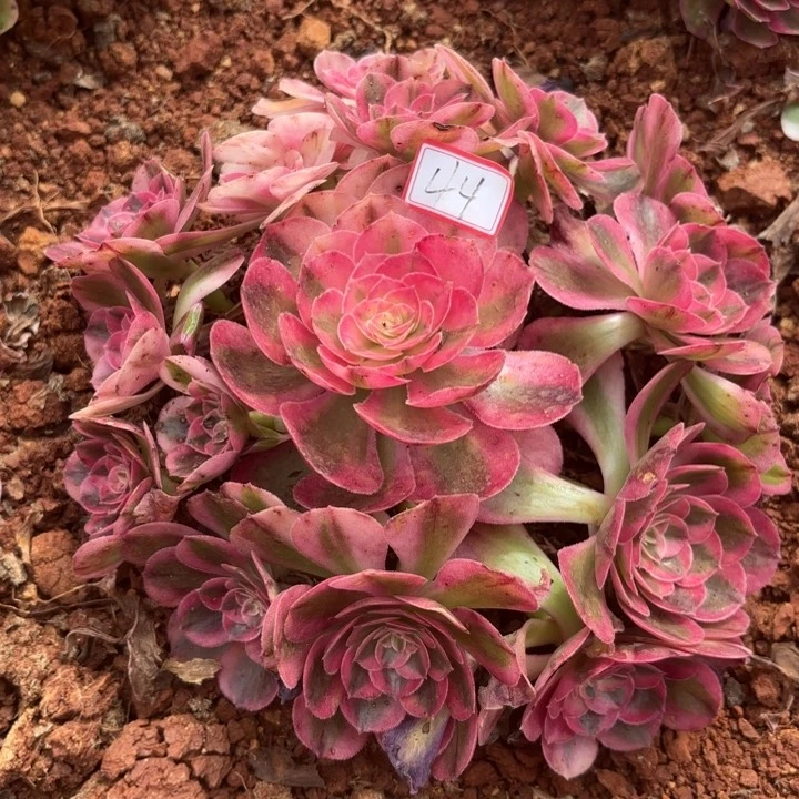 044荔枝无根不包化水