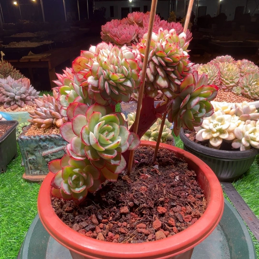 牡丹亭小树缀，一物一拍。