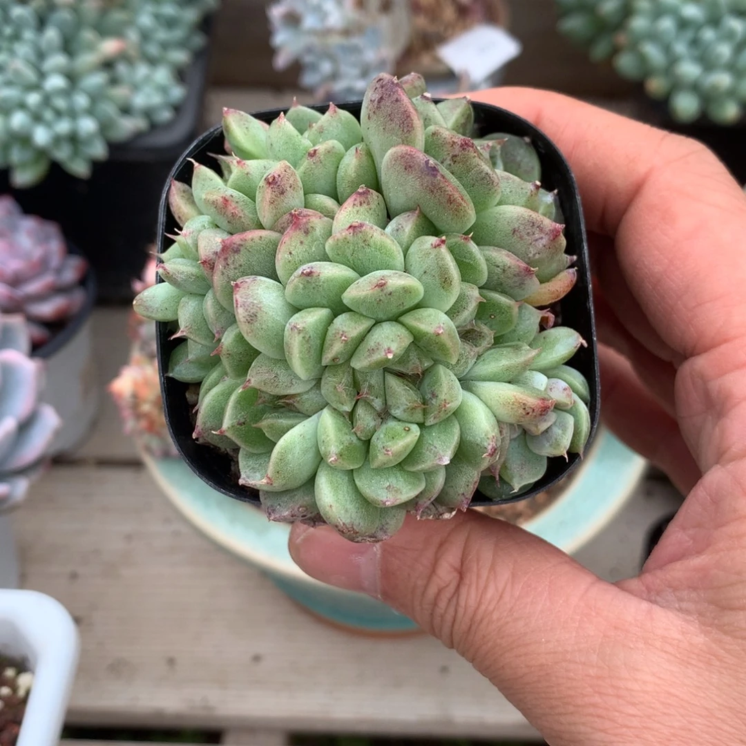 6415黑水晶朵朵一颗7厘米
