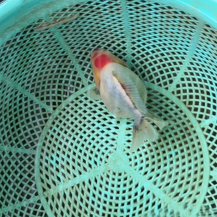海水鱼111111111111