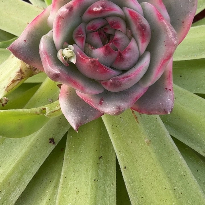 黑石榴锦多肉锦植物