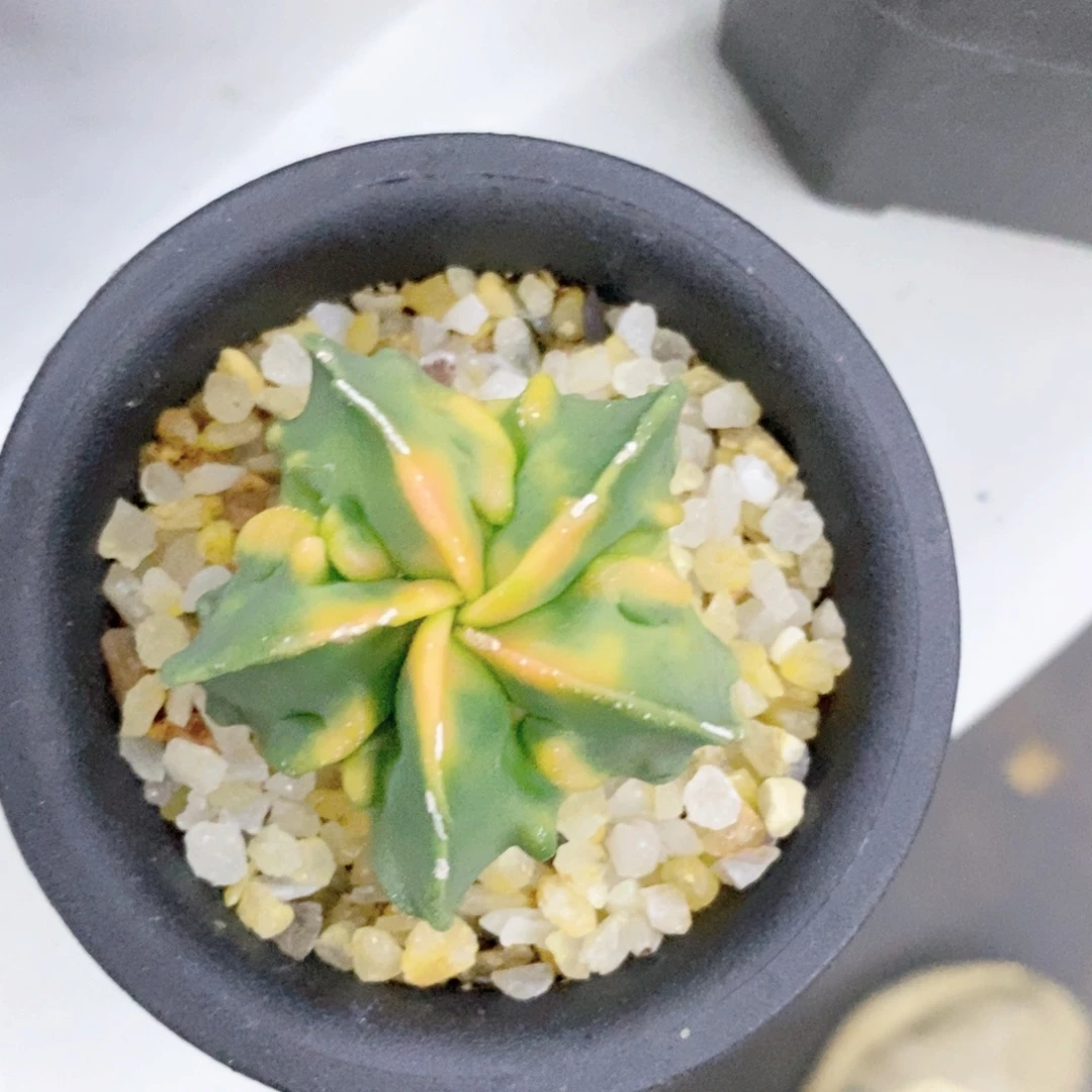 猫***王仙人球核桃黄体4.4带盆