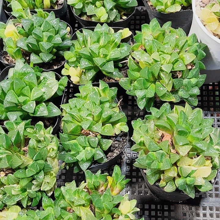 任意两颗大群生姬寿锦