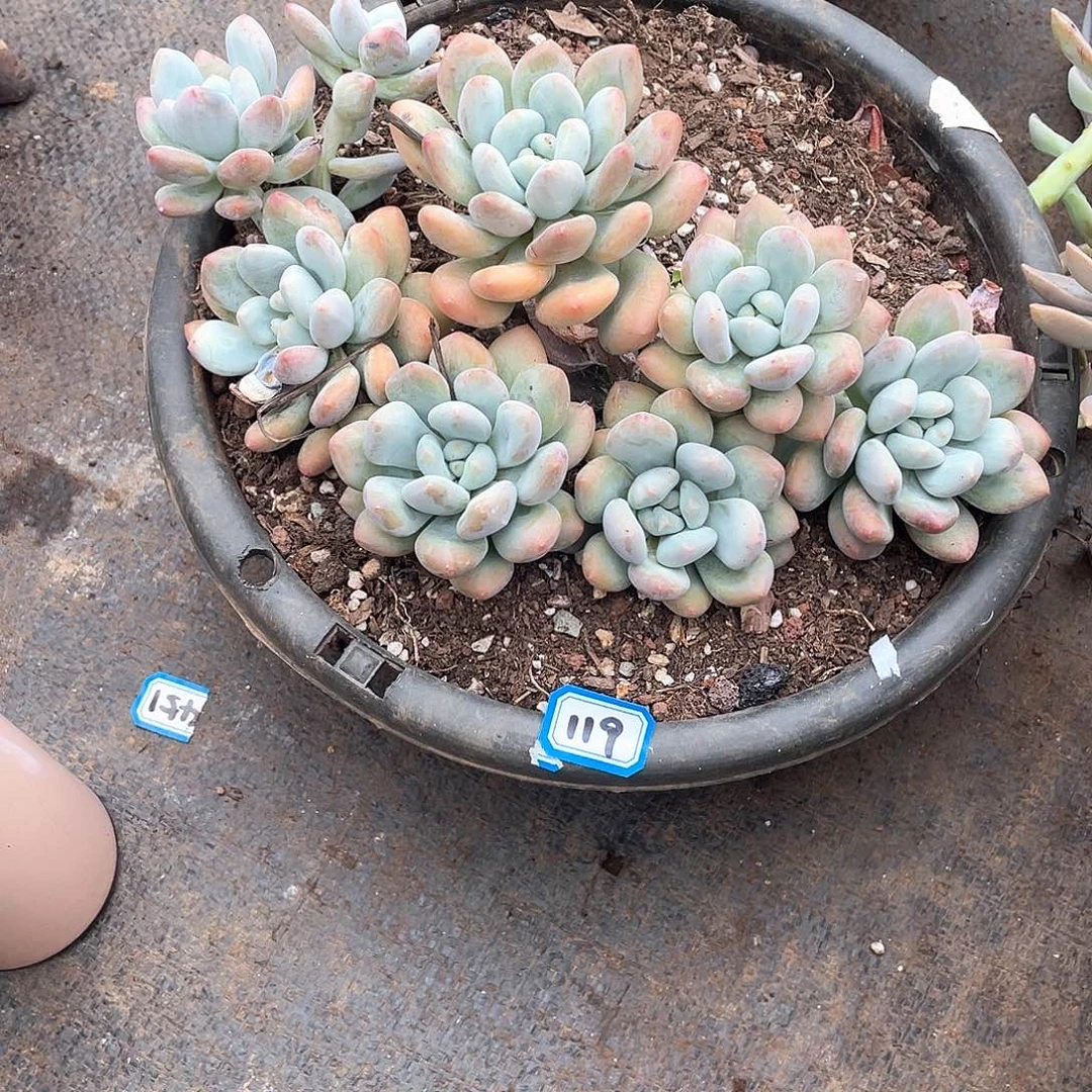119香水一物一拍多肉