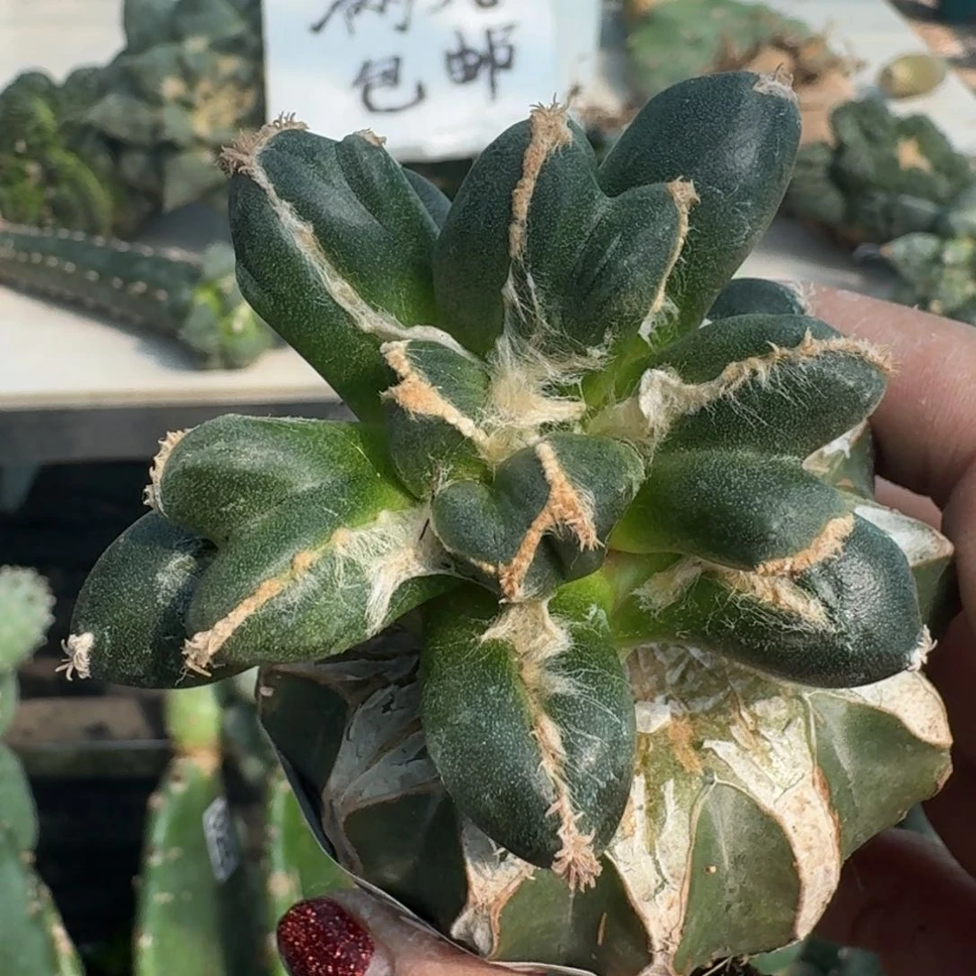 【闪购商品】无花朵許****植蝴蝶变尤蛋382
