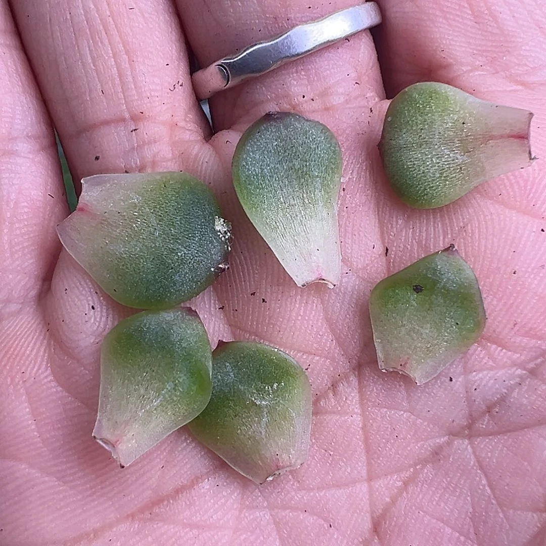 6个奶糖叶片。        下播福利