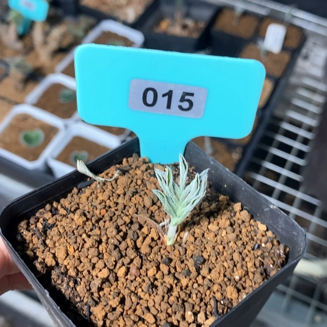 绒戈杨奎多肉植物