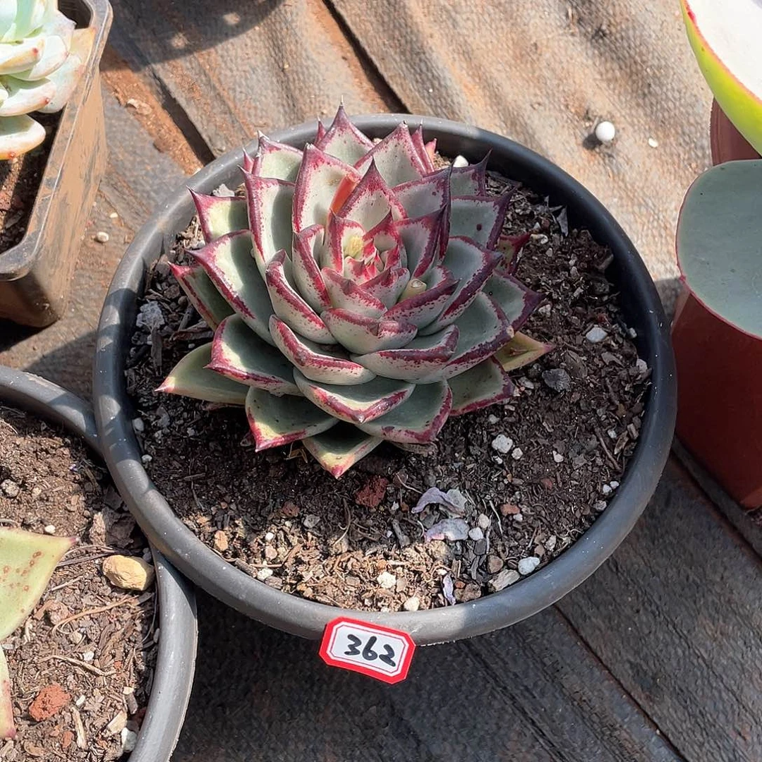 362乌木 一物一拍多肉