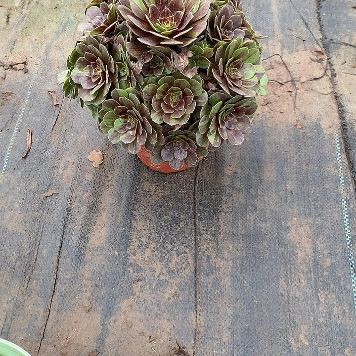 多肉多肉多肉花月夜176