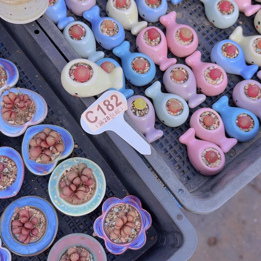 C182灯泡一物一拍