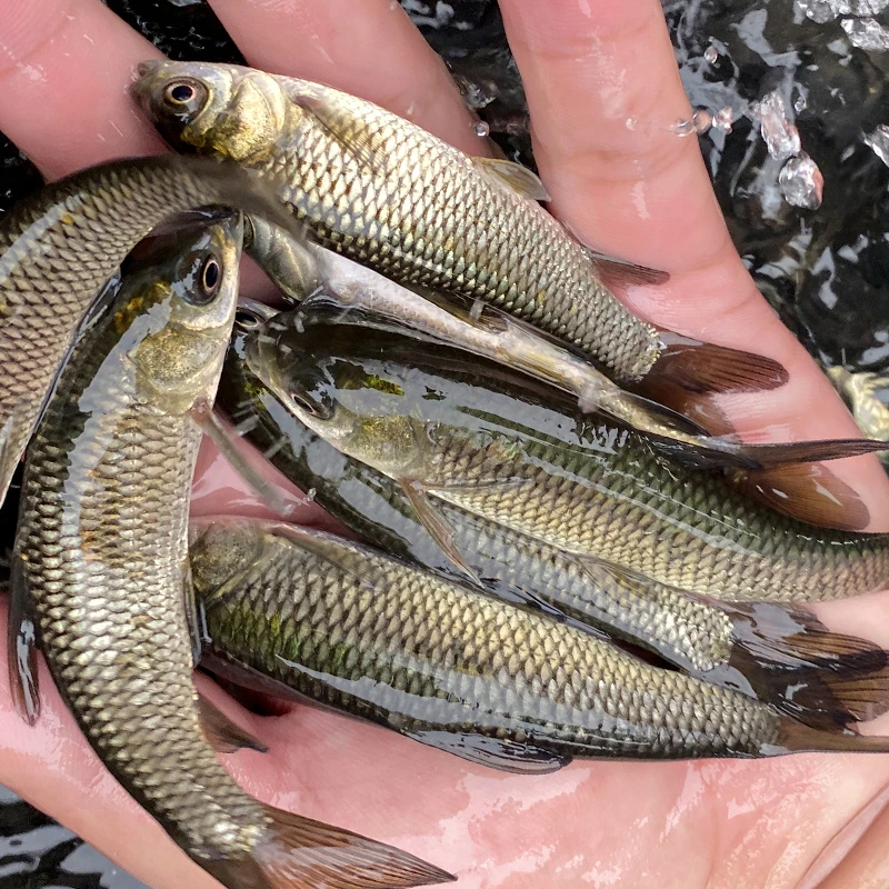 （按斤）渔场直发现捞四川草皖 每条1-17g左右 生态草皖食渔场直发
