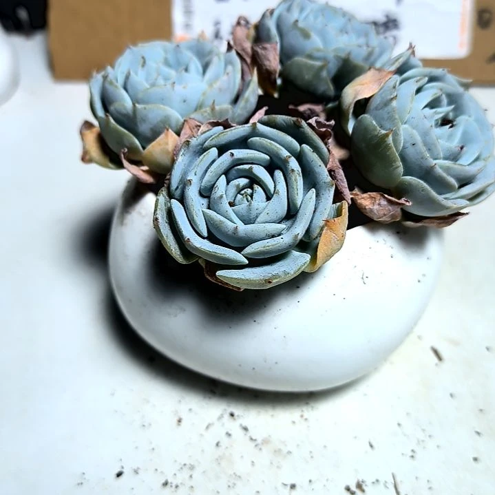 满6元包邮，蓝鸟四颗包子