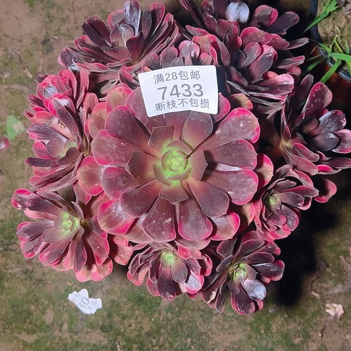 7433爱神多肉植物