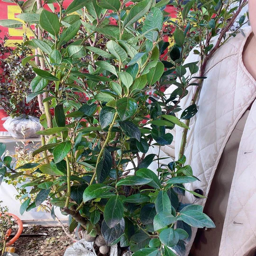 完全开放大果纯甜可口蓝莓