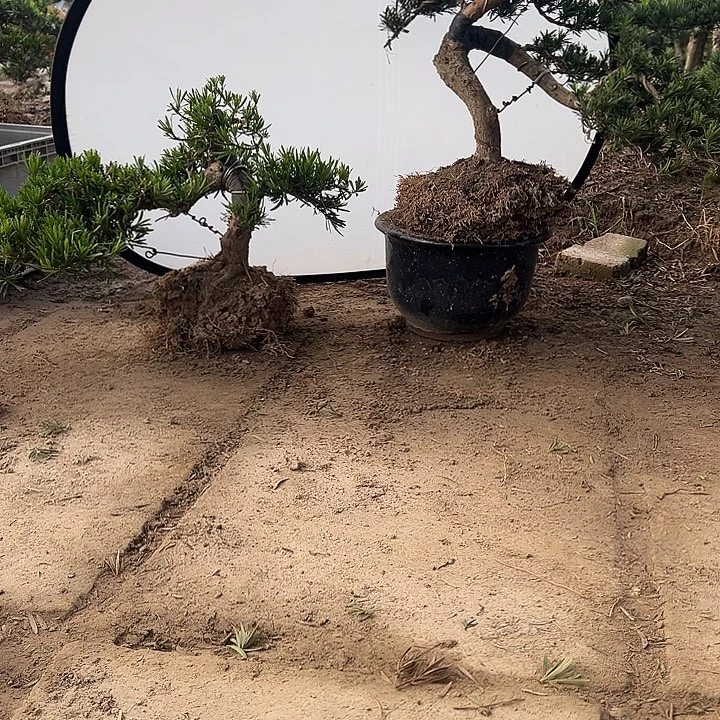 徐***可无花朵小叶雀舌罗汉松