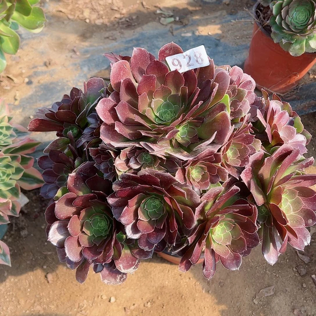 紫砂茶宠荷兰玫瑰法师928