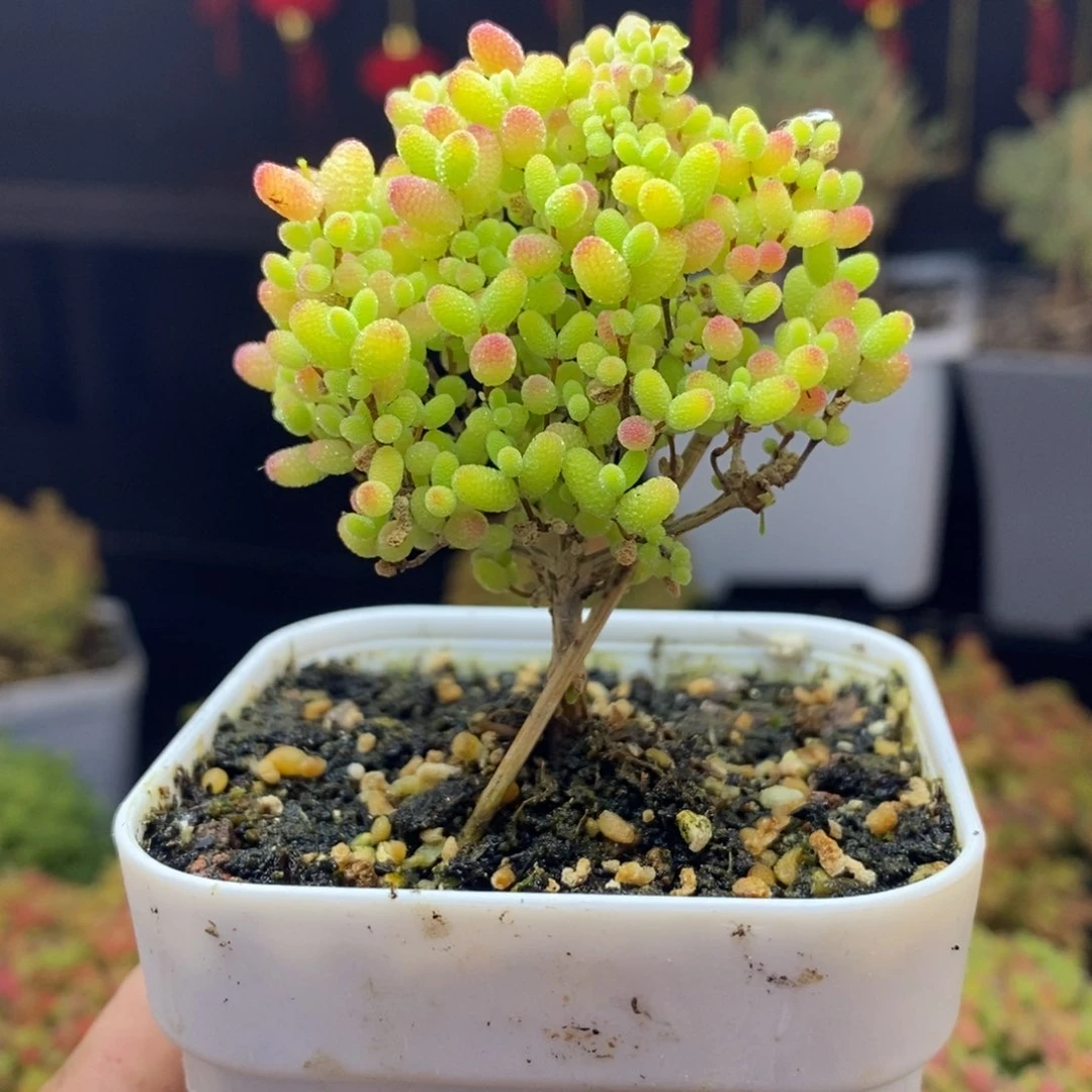 164号蜜橘糖球枝干多肉