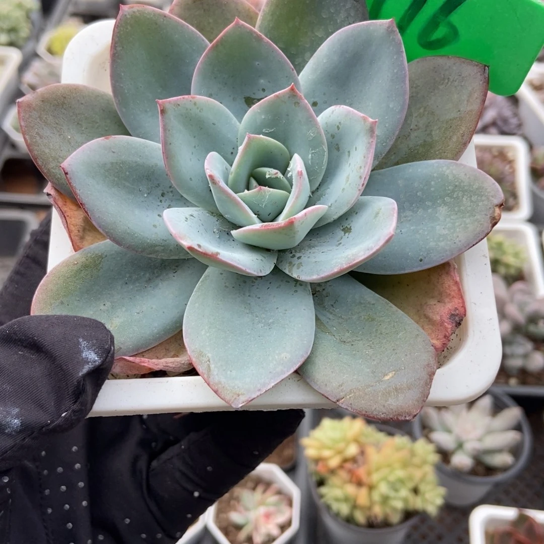 1916布鲁蓝多肉植物