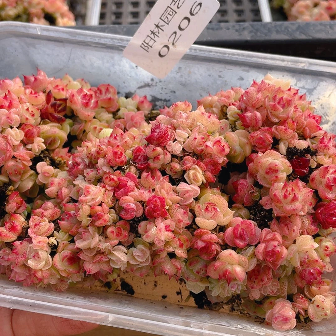 多肉植物多肉植物206