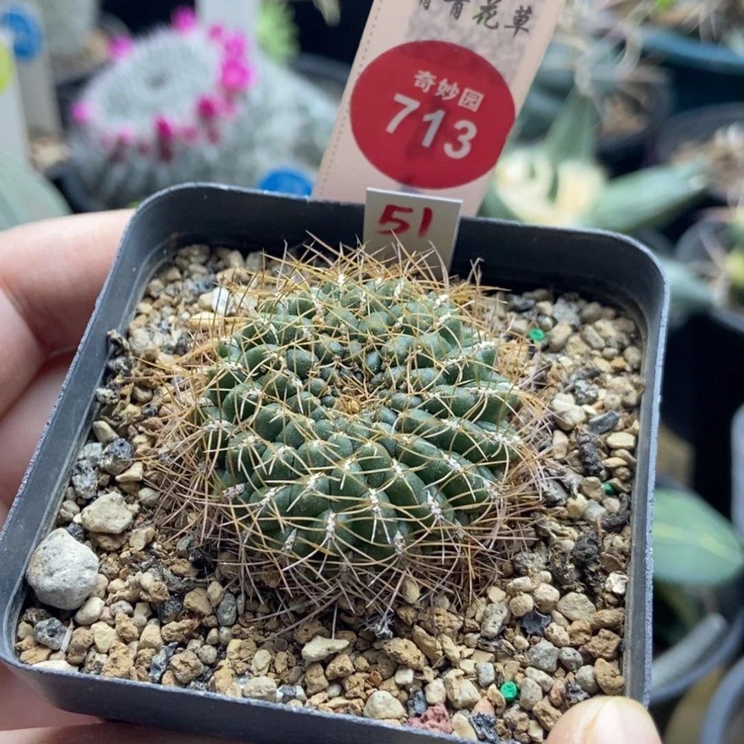 实生沟宝山3.9cm一棵仙人球