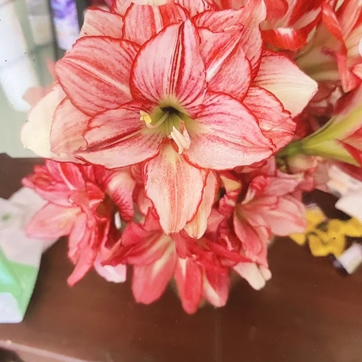 42号直径7+基地球