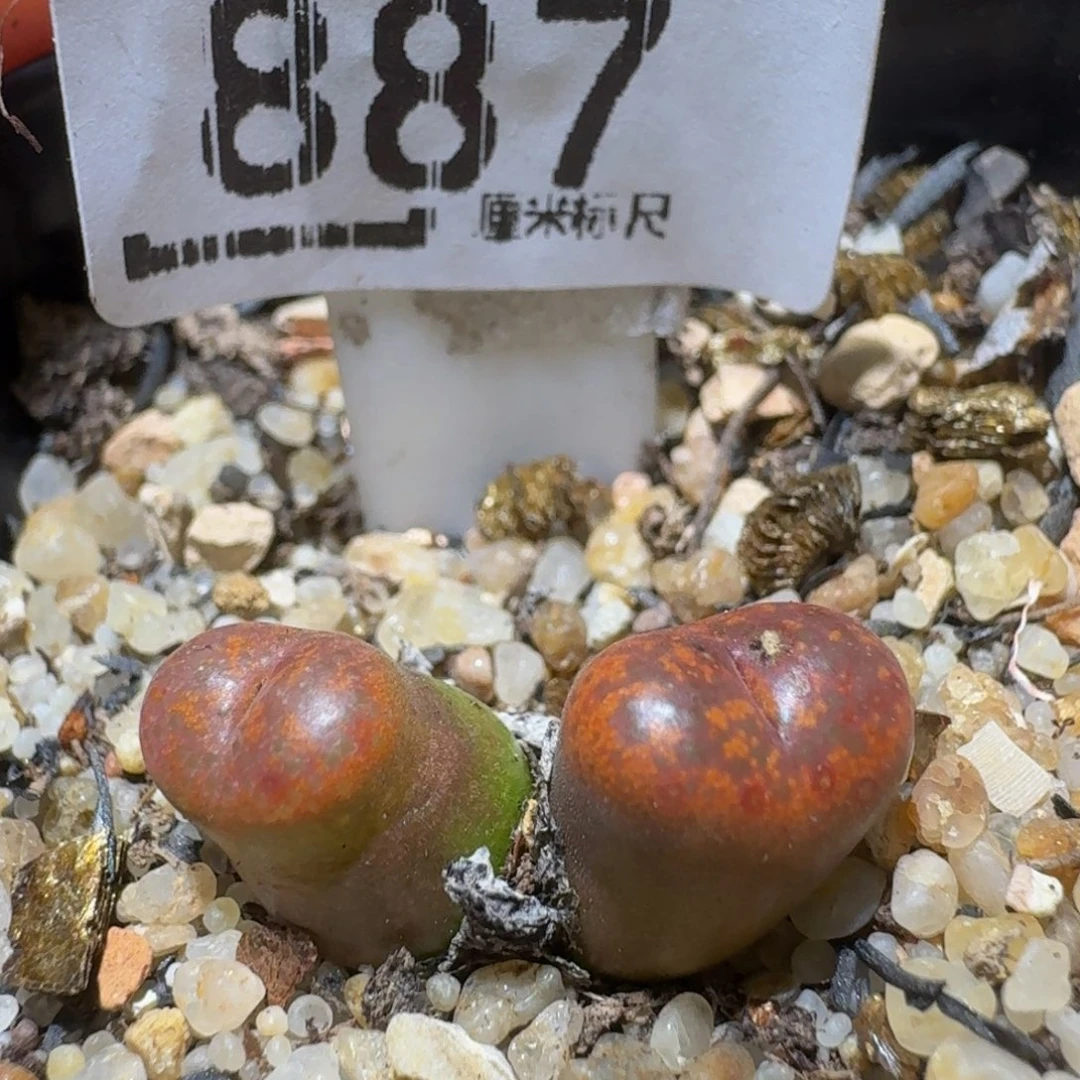 Ssss精品生石花887