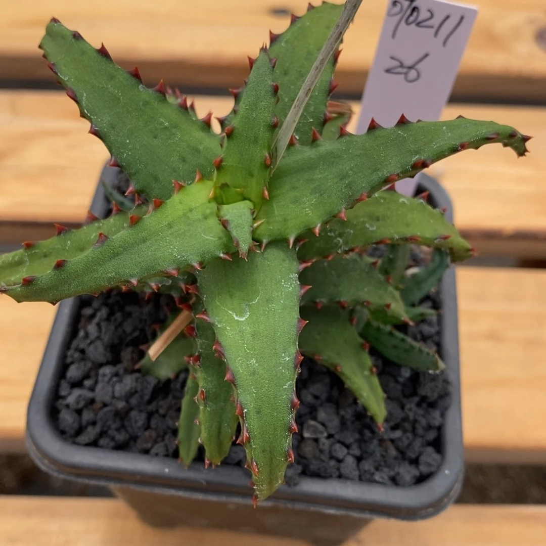 微***天070211光面卡萨帝芦荟