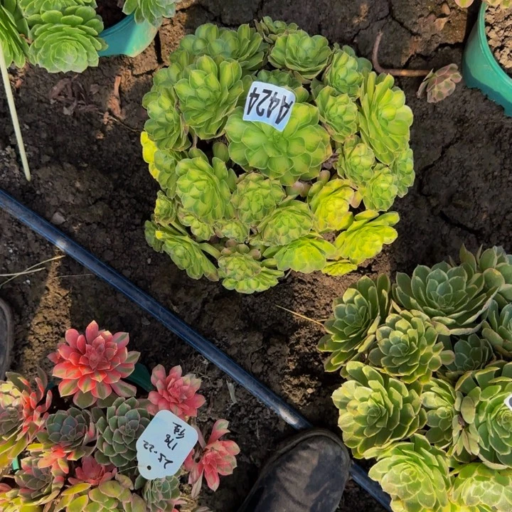 少华花25-23包邮花花