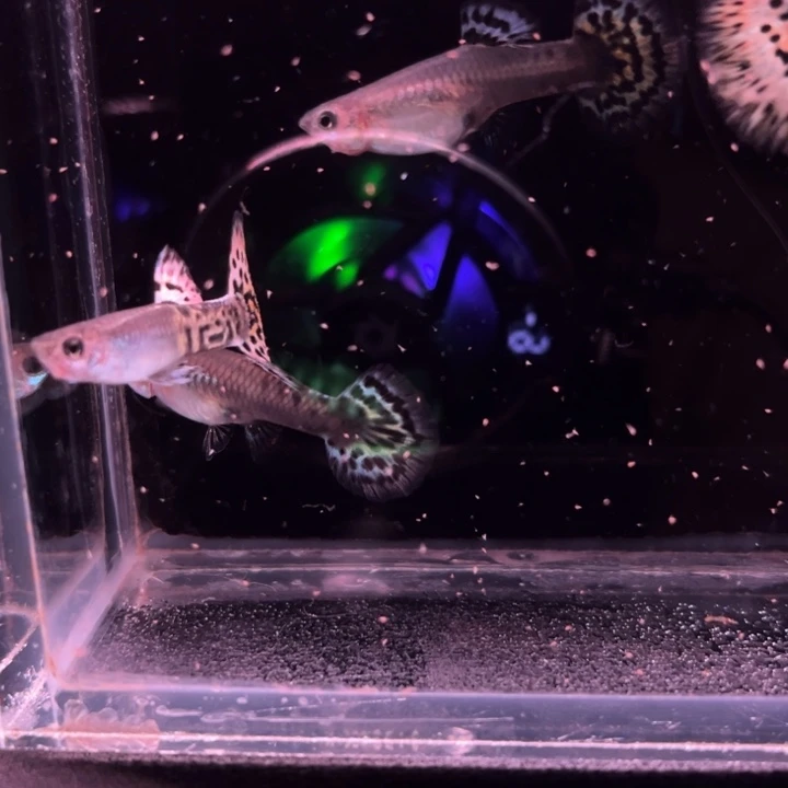 孔雀鱼金属半月尾豹纹2对