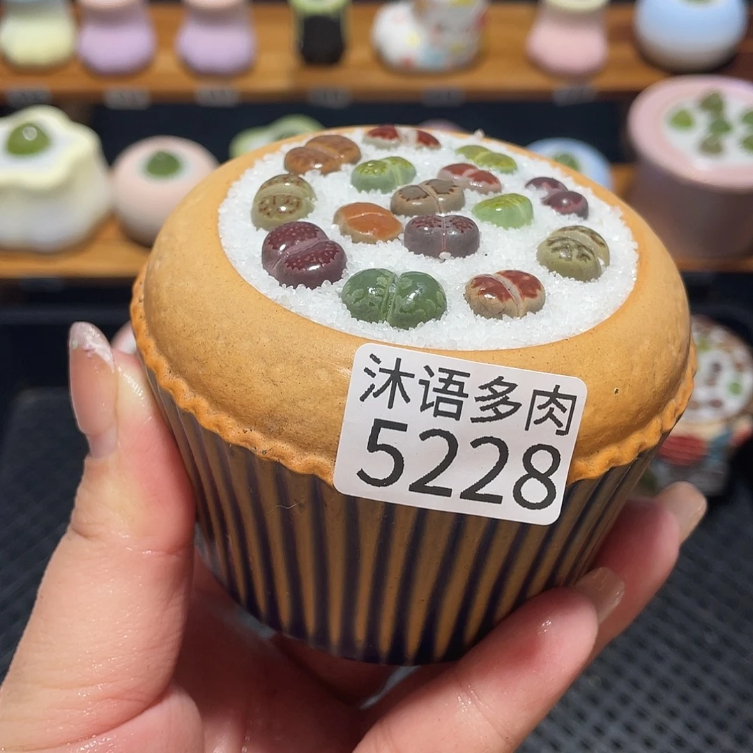 带盆土植物 一物一拍5228