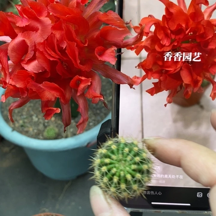 香香红卷卷侧芽2-2.5公分左右